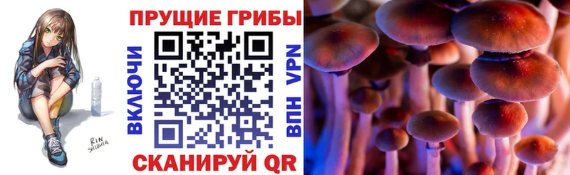 Купить где  Углегорск  Псилоцибиновые грибы Cubensis 